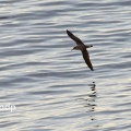Cory's Shearwater (Calonectris diomedea) Alan Prowse